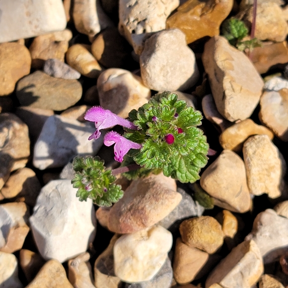 Meet your Posher, Chelle - Picture 3 of 6